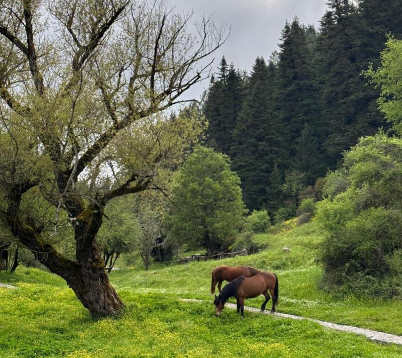 Photo of Others in Gortynia