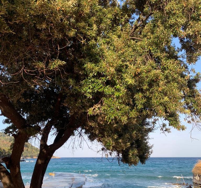 Photo of Others in Thasos