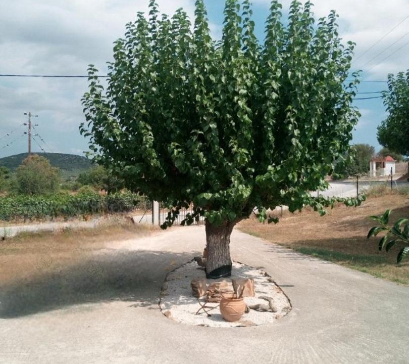 Photo of Outdoor in Metagkitsi