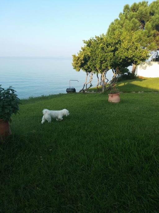 Photo of Outdoor in Kriopigi