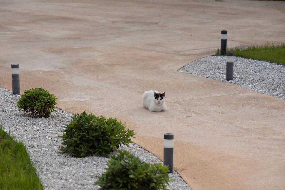 Photo of Others in Lefkada Town