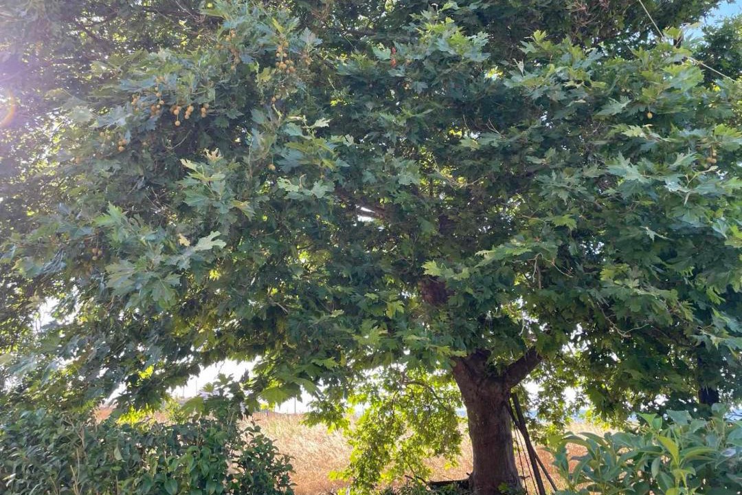 Photo of Outdoor in Kamariotissa