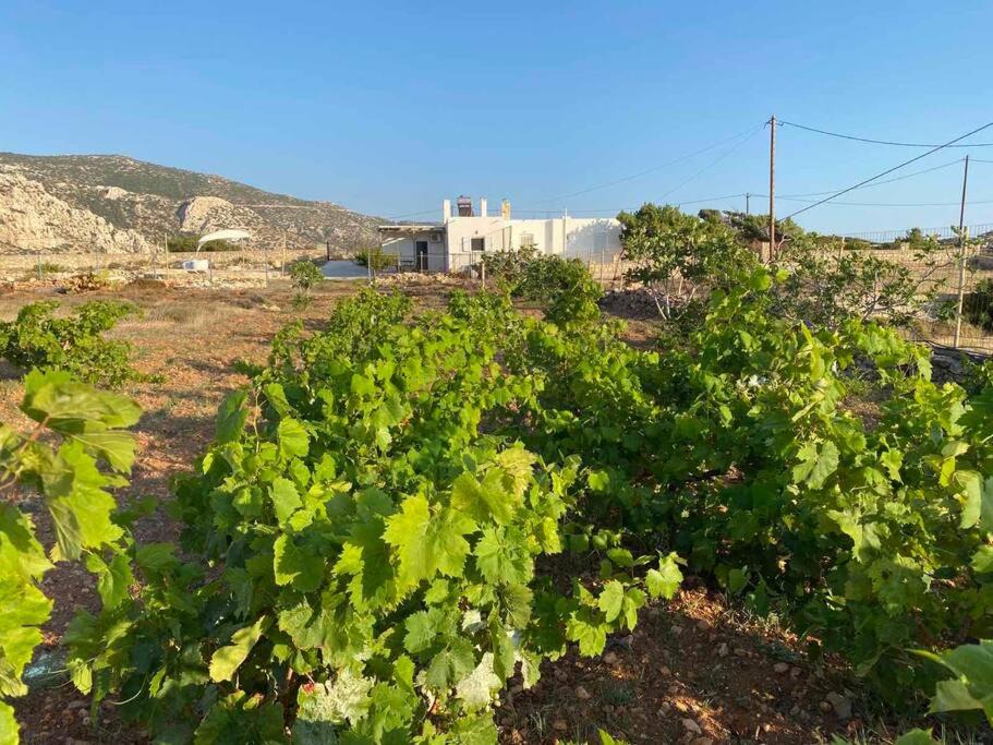 Photo of Others in Lefkos