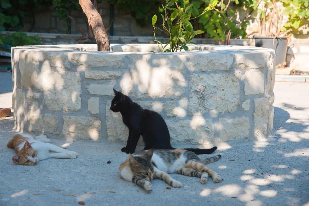 Photo of Others in Heraklion
