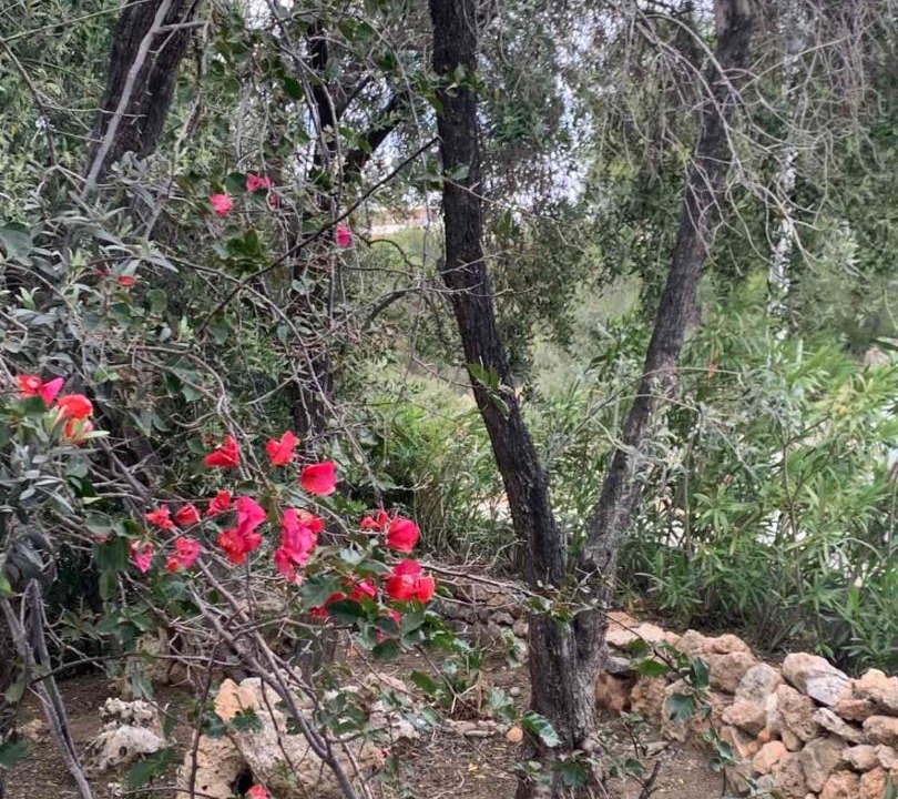 Photo of Others in Pefkos