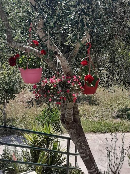 Photo of Patio Balcony in Paleokastritsa