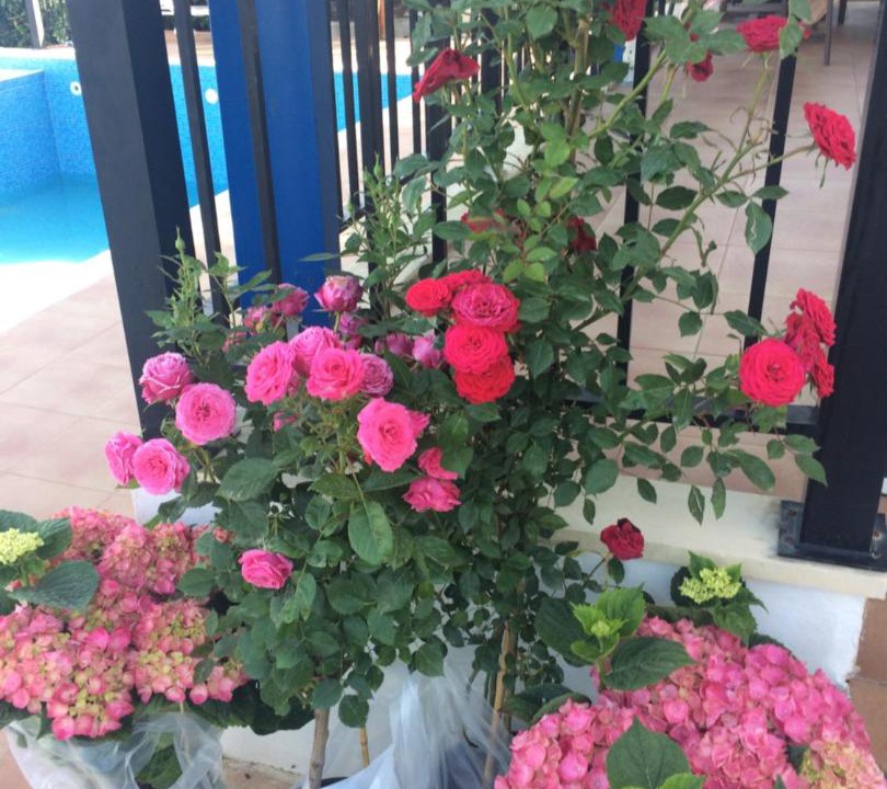 Photo of Patio Balcony in Apokoronas