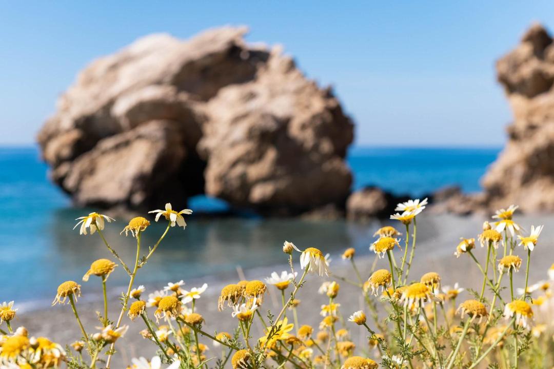 Photo of Others in Myrtos