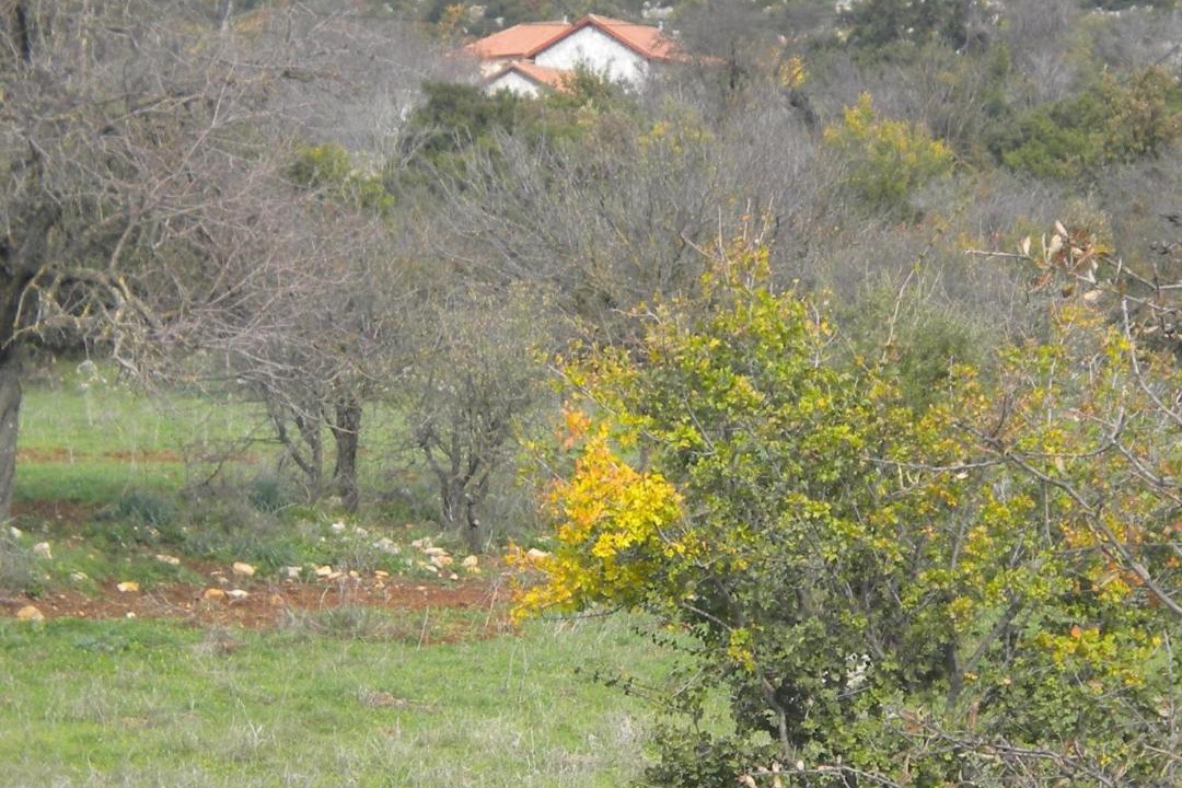 Photo of Others in Fokiano
