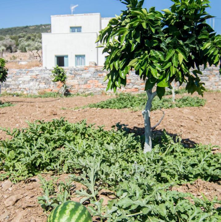 Photo of Others in Naxos