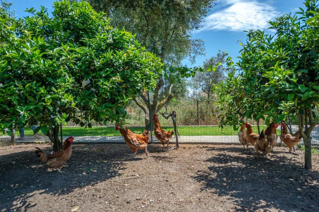 Photo of Outdoor in Zakynthos
