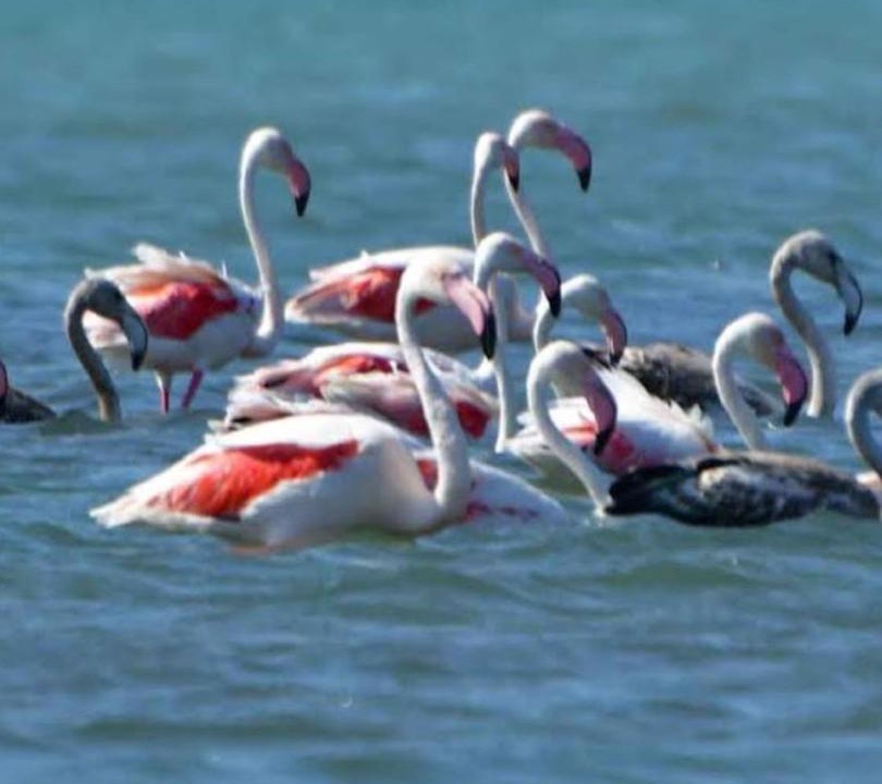 Photo of Others in Lerna