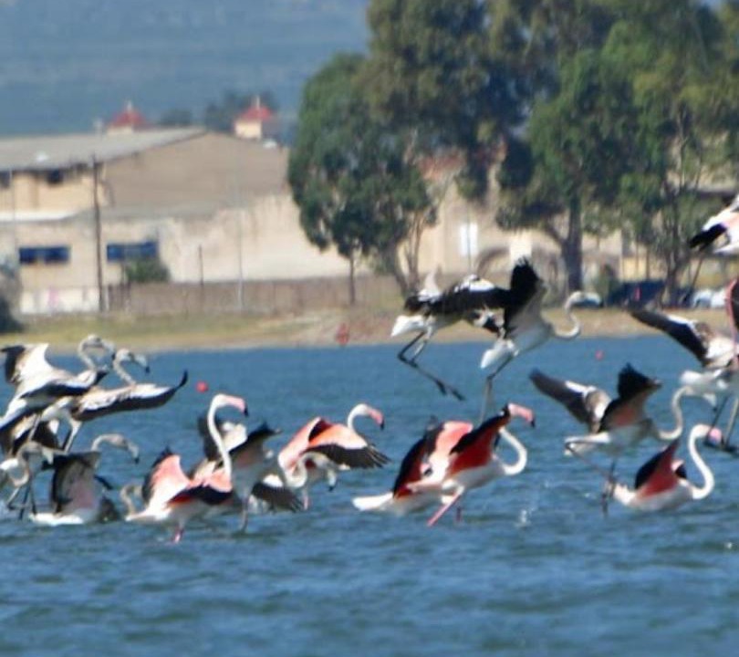 Photo of Others in Lerna