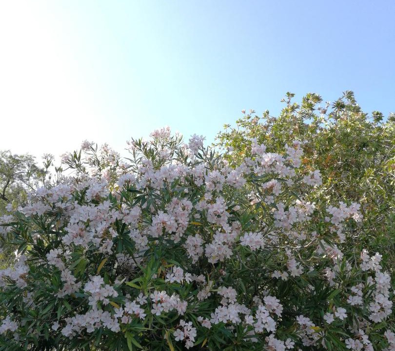 Photo of Outdoor in Kalamitsi