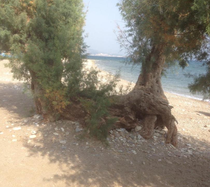 Photo of Others in Ireon