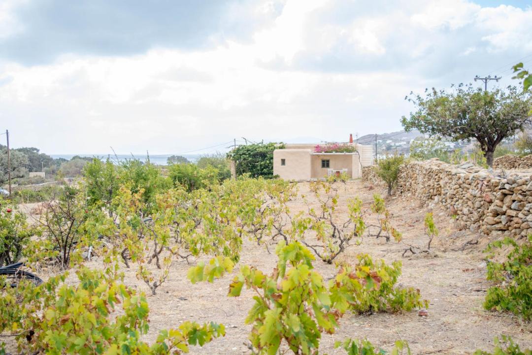 Photo of Others in Milopotas