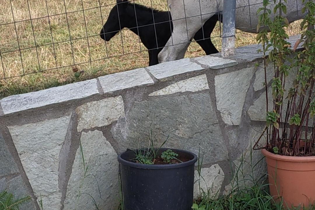 Photo of Others in Kakoplevrion