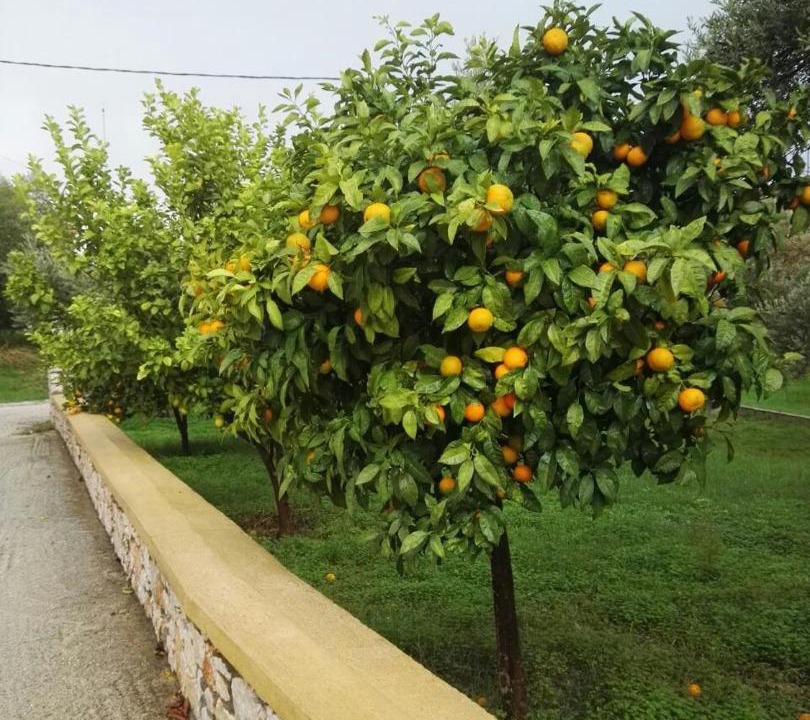 Photo of Outdoor in Faliraki