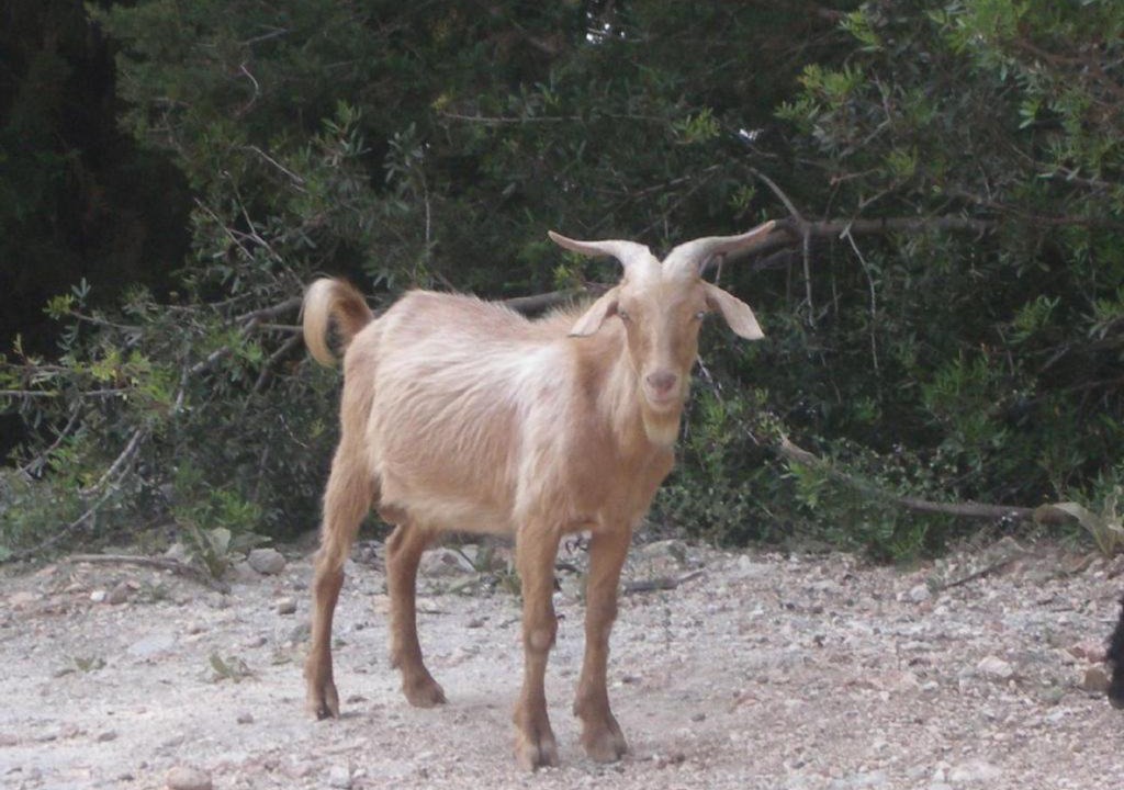 Photo of Others in Kaligata