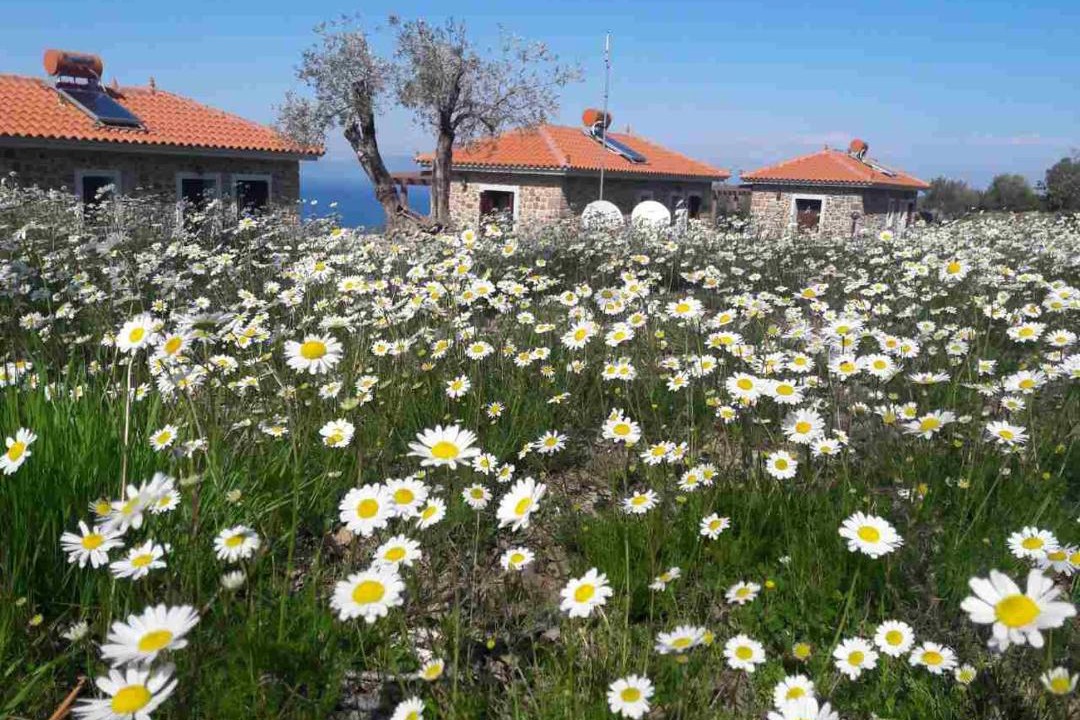 Photo of Others in Skala Sykamineas