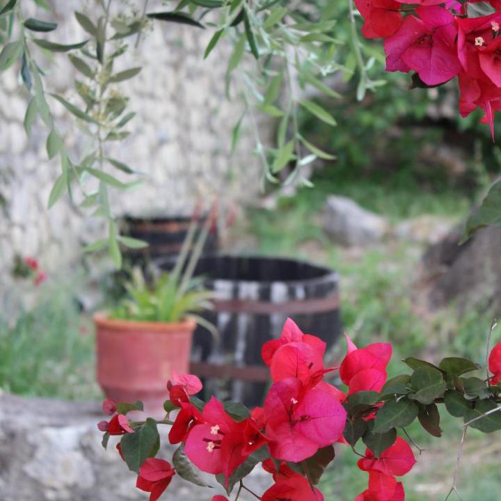 Photo of Others in Paleokastritsa