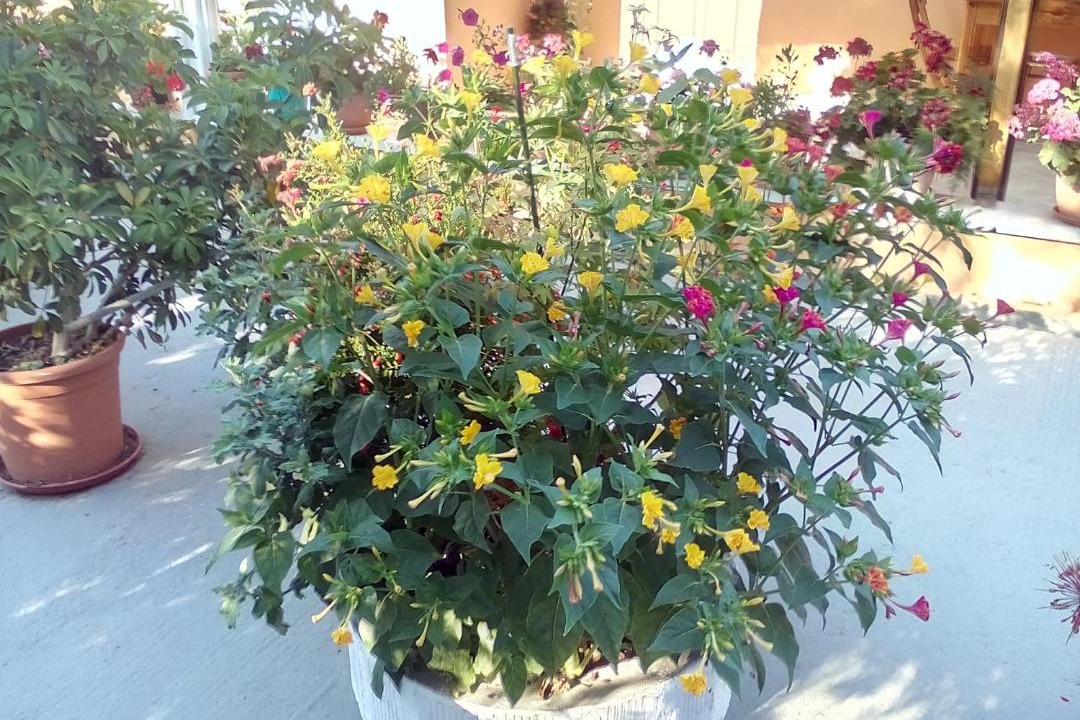 Photo of Others in Moraitika
