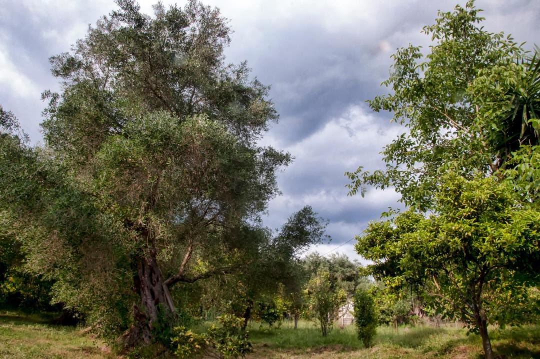 Photo of Outdoor in Vassilatika