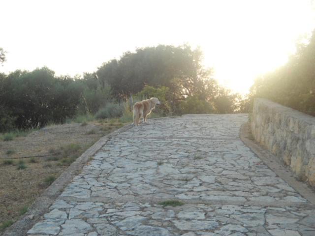 Photo of Others in Leivathos